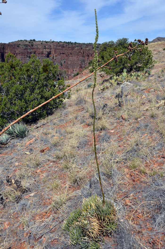 Toumey's Agave has a 4 to 8 foot flowering stalk, sometimes with a crooked stalk. This agave blooms from May to July at elevations from 2,400 to 5,200 feet. The specimen in the photograph was from a small population north-east of Roosevelt Lake, Gila County, Arizona. Agave toumeyana v bella Toumey's Agave has a 4 to 8 foot flowering stalk, sometimes with a crooked stalk. This agave blooms from May to July at elevations from 2,400 to 5,200 feet. The specimen in the photograph was from a small population north-east of Roosevelt Lake, Gila County, Arizona. Agave toumeyana v bella
